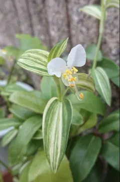 斑入り　白花露草のサムネイル