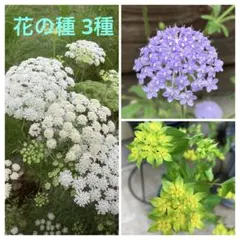 花の種 3種 ホワイトレース＆ブルーレースフラワー＆ブプレリウムの種