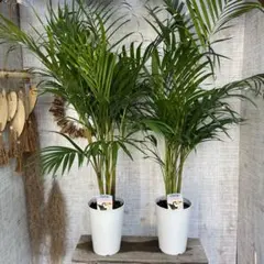 みこた♡様 リクエスト 2点 まとめ商品