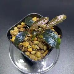 Bucephalandra sp. Janda tua kalteng【抜き苗】 - メルカリ