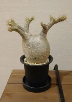 2026年最新】パキポディウム グラキリス 現地球の人気アイテム - メルカリ