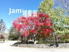 ハルモニアブルーム　Harmonia bloom メイジー