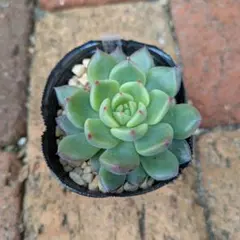 2026年最新】オーズプランツ苗の人気アイテム - メルカリ