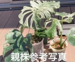 希少モンステラデリシオーサホワイトモンスター斑入りミント 観葉植物