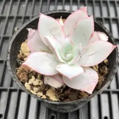 るう様 リクエスト 2点 まとめ商品