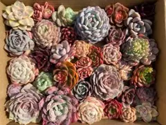 AG1346　多肉植物　35株の大苗セット　カット苗　エケベリア　韓国苗