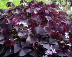 meri様 リクエスト 2点 まとめ商品