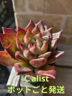 とことこ農園(月火水金発送)様 リクエスト 2点 まとめ商品