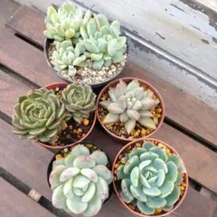 デイジー様 リクエスト 2点 まとめ商品