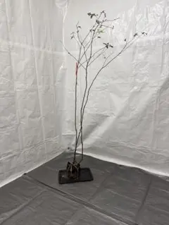 2025年最新】山採り ナツハゼの人気アイテム - メルカリ