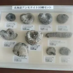 2026年最新】アンモナイト 化石 北海道の人気アイテム - メルカリ