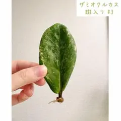ザミオクルカス 斑入り #3のサムネイル