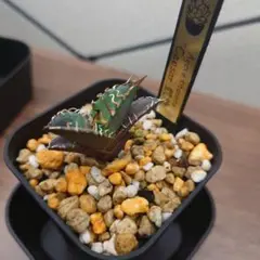 超特選 美大株 アガベチタノタ 凱旋 シーザー 強鋸歯 低重心 選別株 9 超特選 美大株 アガベチタノタ 凱旋 シーザー 強鋸歯 低重心