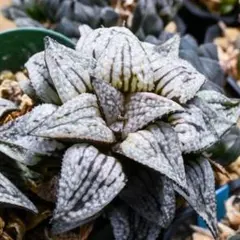 ハオルチア ニグラ 大群生30本くらい ハオルチア ニグラ 大群生30本くらい - メルカリ