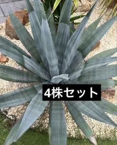 4セット販売①オアハカセンシス アメリカーナ錦 シルバーサーファー パラサナ