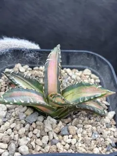 2026年最新】白鯨錦の人気アイテム - メルカリ