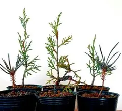 2026年最新】真柏 苗の人気アイテム - メルカリ