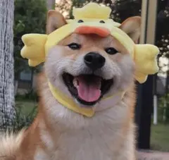 Ｌサイズ　かわいいアヒルの猫用被り物　犬　あひる　ペット帽子　　うさぎ耳シリーズ