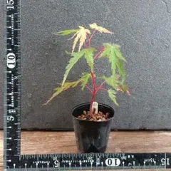 ミニ盆栽 モミジの苗木のサムネイル