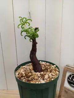 2025年最新】メストクレマ ツベローサムの人気アイテム - メルカリ