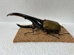 コーカサスオオカブト ヘラクレスオオカブト オス×4 標本 - メルカリ