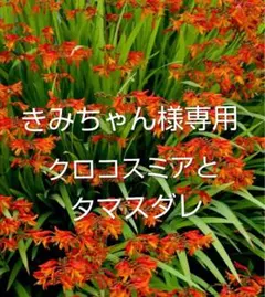 きみちゃん様 リクエスト 2点 まとめ商品