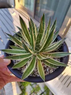 2025年最新】ロイヤルフラッシュ アガベの人気アイテム - メルカリ