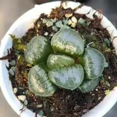 Top【選抜株】多肉植物 13207山本エメラルド X 欧若拉 10個 鉢無し