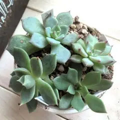 紫紺の矢　うぐいす　ベリースフレ　ひなまつり ミックスベリア　小苗セット