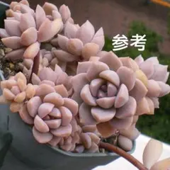 2026年最新】弥生桜 多肉の人気アイテム - メルカリ