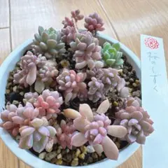 ら*ぴ様 楚々❣️【札付き❣️】めでるさん苗 メルカリ便送料込 2026年最新】メデルさん苗の人気アイテム - メルカリ