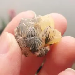 【特価】ハオルチア　オブツーサ錦　超極上黄斑　総柄