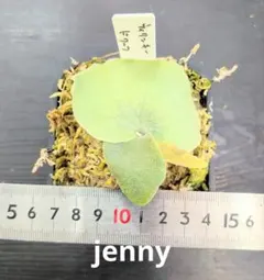 2025年最新】ビカクシダ ジェニーの人気アイテム - メルカリ