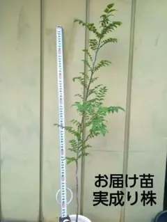 葉山椒 約100cm 根巻【ハサンショウ/実山椒/山椒/木の実/植木/庭木】56