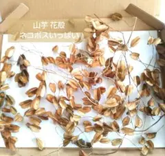 山芋の花殻　ネコポスいっぱい