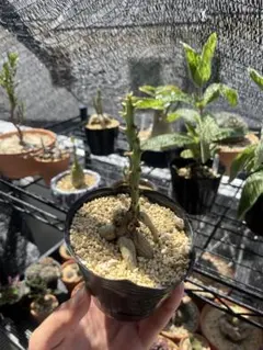 ②ユーフォルビア クンチー　塊根植物 コーデックスのサムネイル