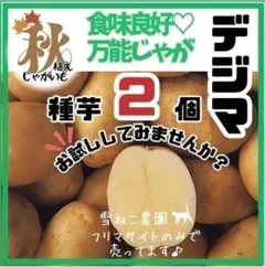 種芋】 秋のじゃがいも種芋 デジマ5個！ 食味良好♡万能じゃが