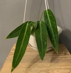 2025年最新】アンスリウム ワロクアーナムの人気アイテム - メルカリ