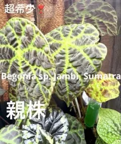 Begonia sp.Jambi Sumatra ベゴニア ジャンビ❣️原種 - メルカリ