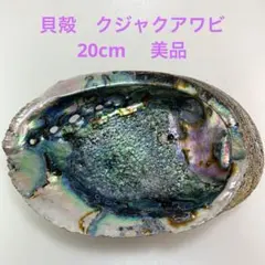 NO.58-1 貝殻　クジャクアワビ(メキシコアワビ) 磨き　20cm 美品