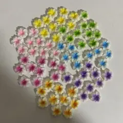 プルメリア 70個セット