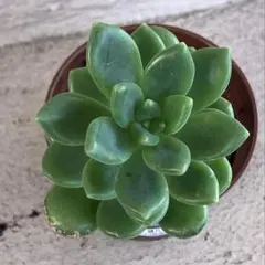 多肉植物　春萌　ポットでお送りします