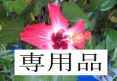 ハイビスカス フラミンゴレッド根付き苗一株 - メルカリ