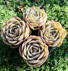 SALE！多肉植物　オンスロー 4苗セット　根土付き発送　エケベリア