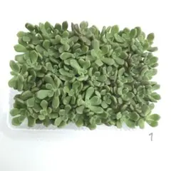 だるま姫秀麗×スプリングワンダー 50カット苗 多肉植物 セダムのサムネイル