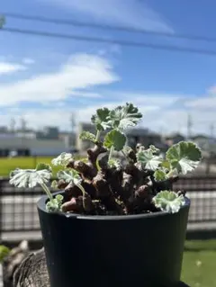 †*†様 430発根済み早い者勝ち！ ベアルート株　ペラルゴニウム ミラビレ fit=scale-down,w=1200