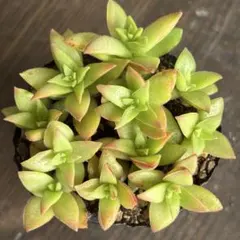 多肉植物 抜き苗 No.1312 姫秀麗　姫秋麗　1ポット 多肉植物 抜き苗 No.1312 姫秀麗 姫秋麗 1ポット - メルカリ