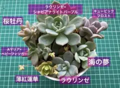 【セール】寄植えセット♡7種♡ Aマリア×ベビーフィンガーほか