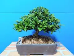 さつき盆栽 【大雪山】青い鉢 中型 皐月盆栽 大盃 皐月 さつき サツキ 盆栽 小品盆栽 素おしゃれな盆栽鉢付き