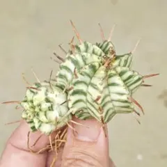 ひじひじき様 リクエスト 3点 まとめ商品